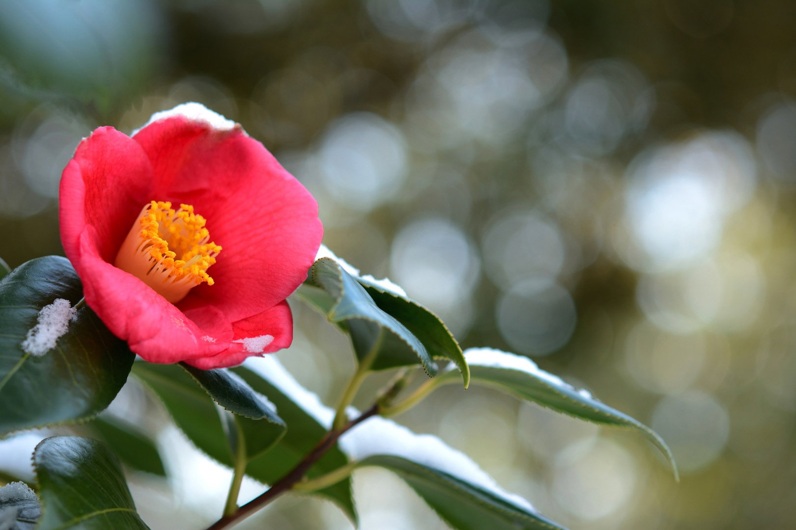kamelia japońska Camellia japonica (zdj.: Fotolia.com)