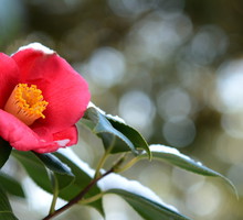 kamelia japońska Camellia japonica (zdj.: Fotolia.com)