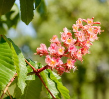 Kasztanowiec różowy Aesculus x carnea (zdj.: Fotolia.com)