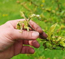 Kędzierzawość liści brzoskwiń (zdj.: Fotolia.com)