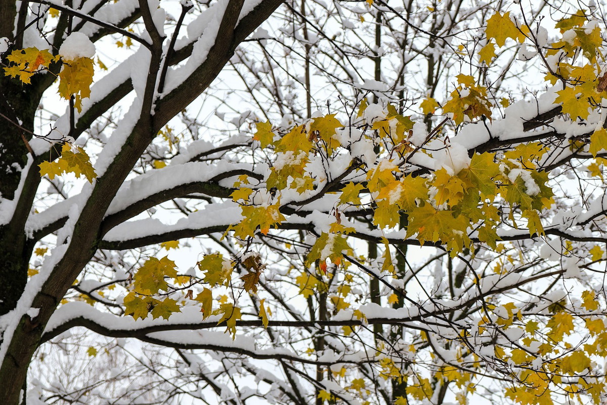 Klon palmowy acer palmatum (zdj.: Fotolia.com)