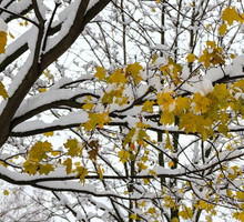 Klon palmowy acer palmatum (zdj.: Fotolia.com)