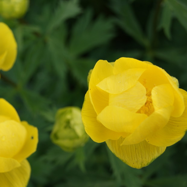 Kwiat pełnika europejskiego (Trollius europaeus) 