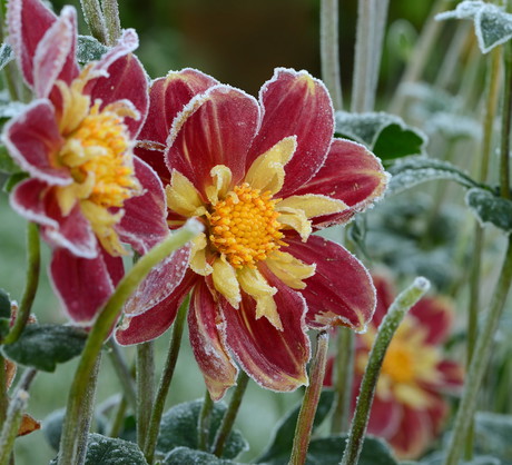 Kwiaty dalii wymrożone przymrozkiem (zdj.: Fotolia.com)