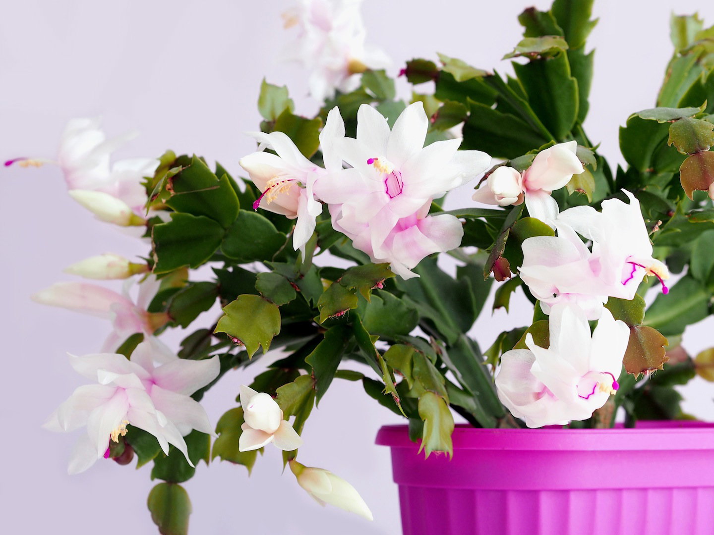 Kwitnąca Szlumbergera schlumbergera (zdj.: Fotolia.com)