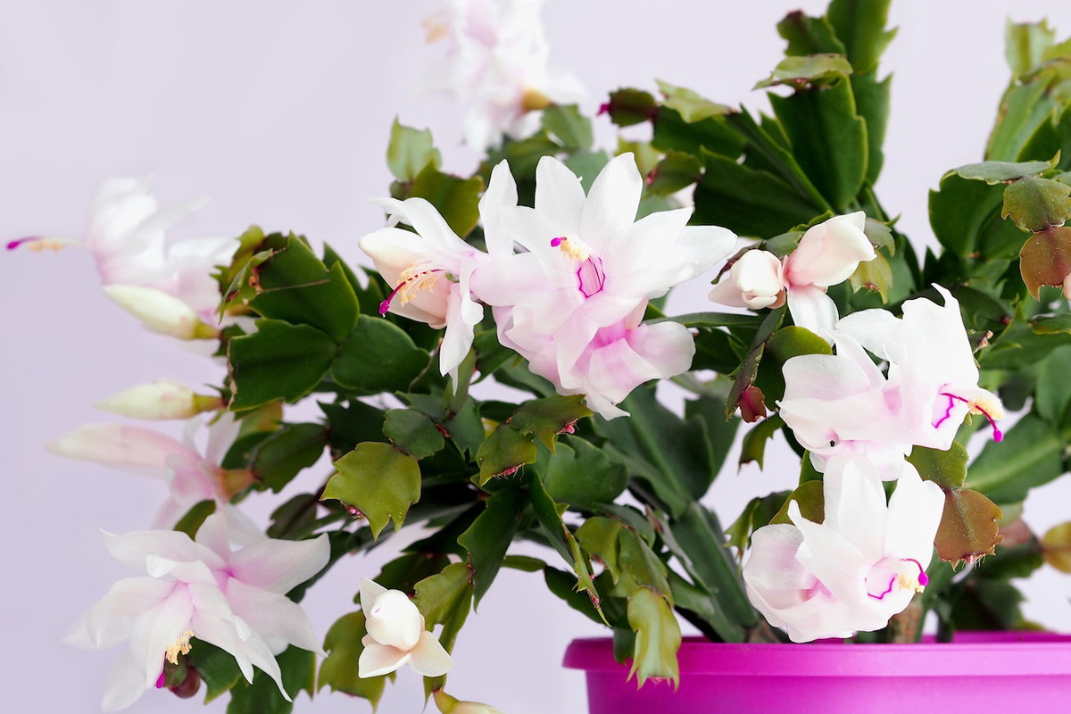 Kwitnąca Szlumbergera schlumbergera (zdj.: Fotolia.com)