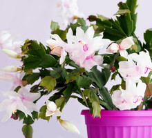 Kwitnąca Szlumbergera schlumbergera (zdj.: Fotolia.com)