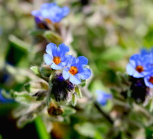 Miodunka plamista Pulmonaria officinalis (zdj.: Fotolia.com)
