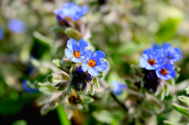 Miodunka plamista Pulmonaria officinalis (zdj.: Fotolia.com)