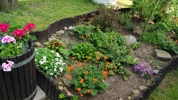 Moje początki z ogrodnictwem cz.2