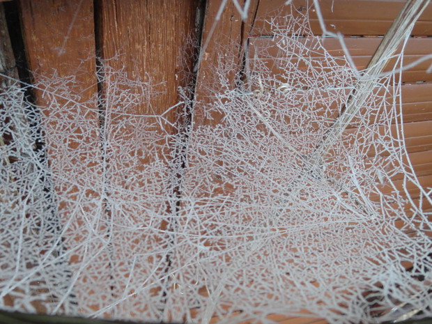 Nawet pajęczyna wygląda na koronkową robotę...