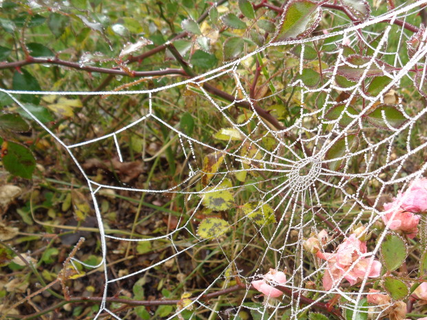 Oszroniona pajęczyna na róży okrywowej.