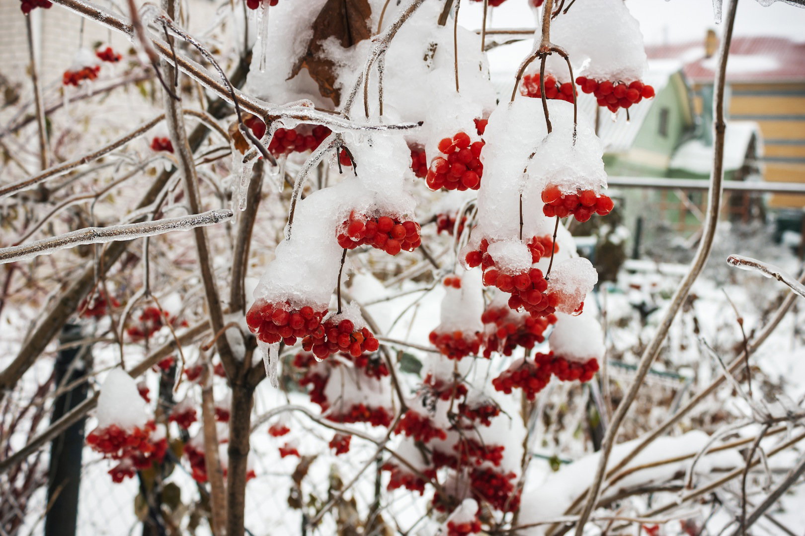 Owoce kaliny zimą (zdj.: Fotolia.com)
