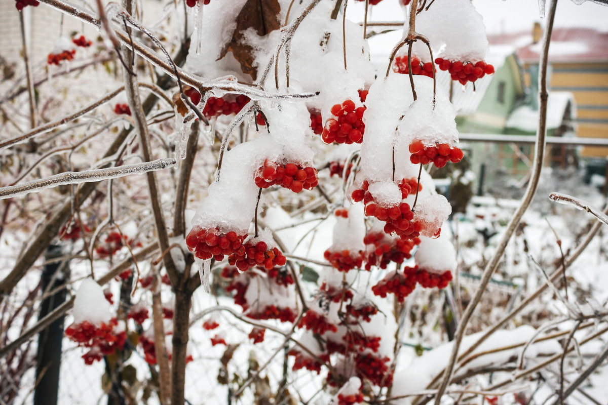 Owoce kaliny zimą (zdj.: Fotolia.com)