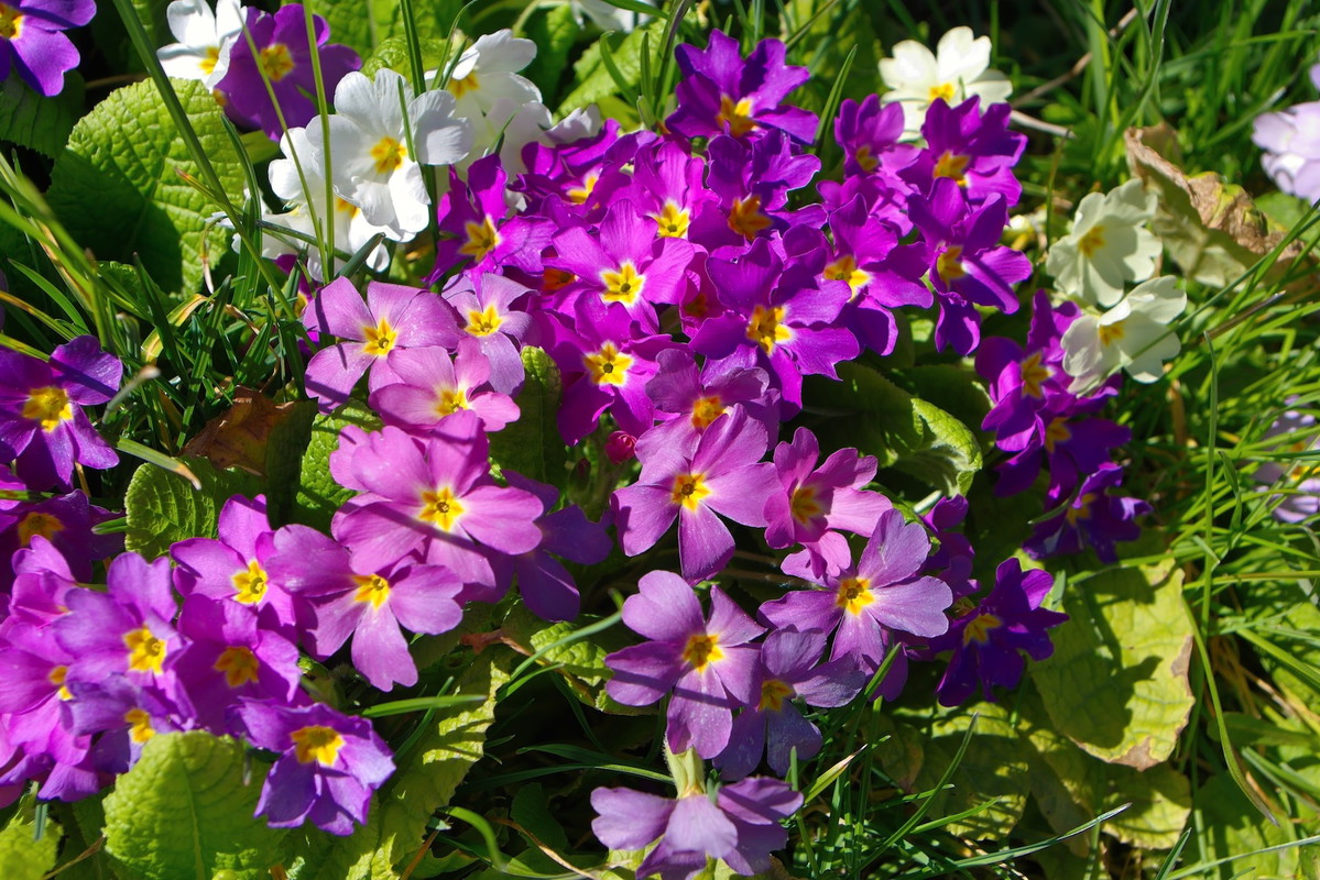 Pierwiosnki Primula (zdj.: Fotolia.com)