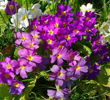 Pierwiosnki Primula (zdj.: Fotolia.com)