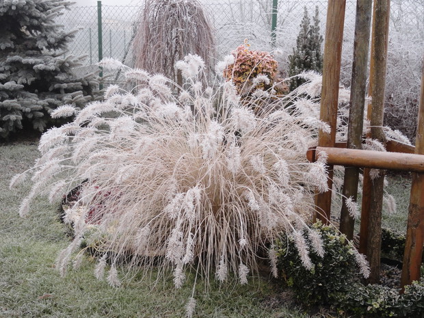 Piórkówka wygląda jak biała fontanna...
