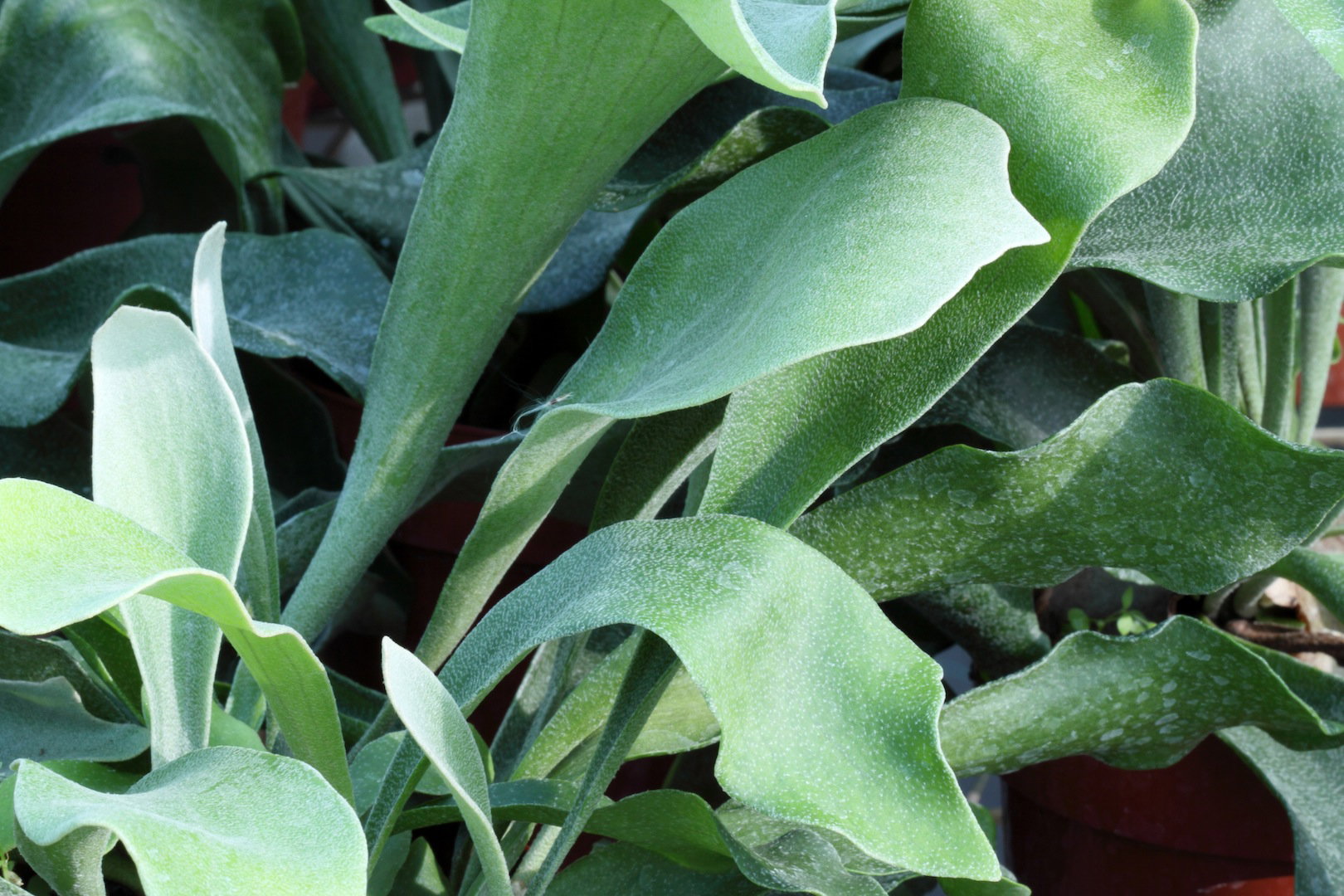 Płaskia łosioroga Platycerium bifurcatum (zdj.: Fotolia.com)