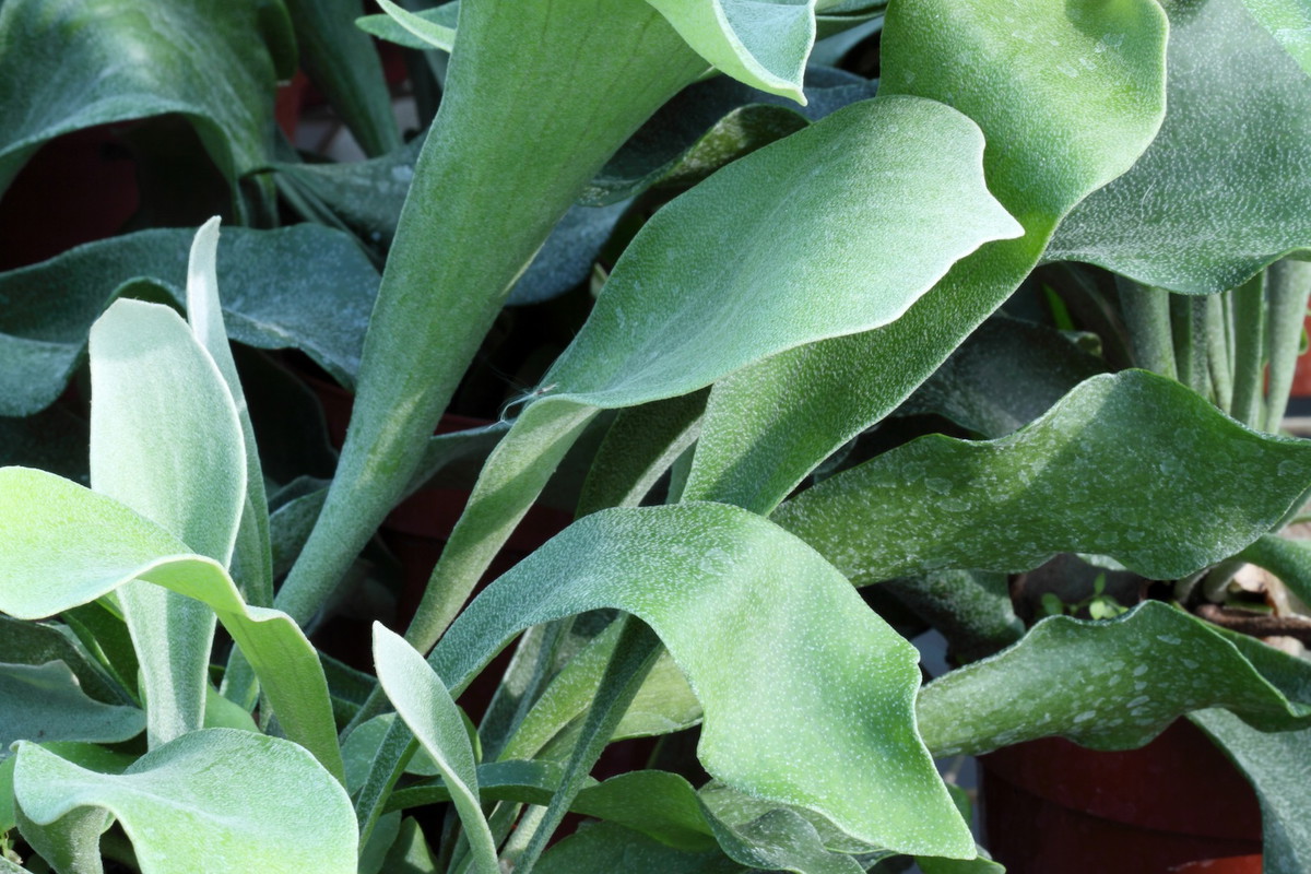 Płaskia łosioroga Platycerium bifurcatum (zdj.: Fotolia.com)