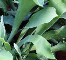 Płaskia łosioroga Platycerium bifurcatum (zdj.: Fotolia.com)