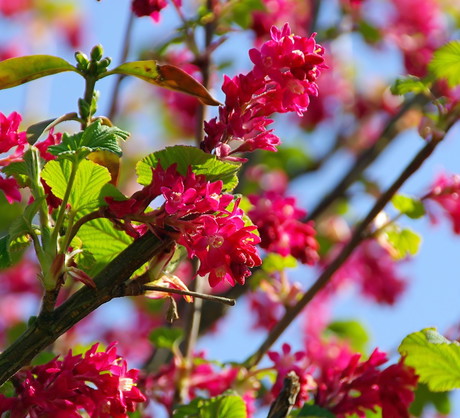 Porzeczka krwista Ribes sanguineum (zdj.: Fotolia.com)