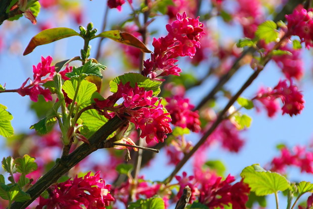 Porzeczka krwista Ribes sanguineum (zdj.: Fotolia.com)