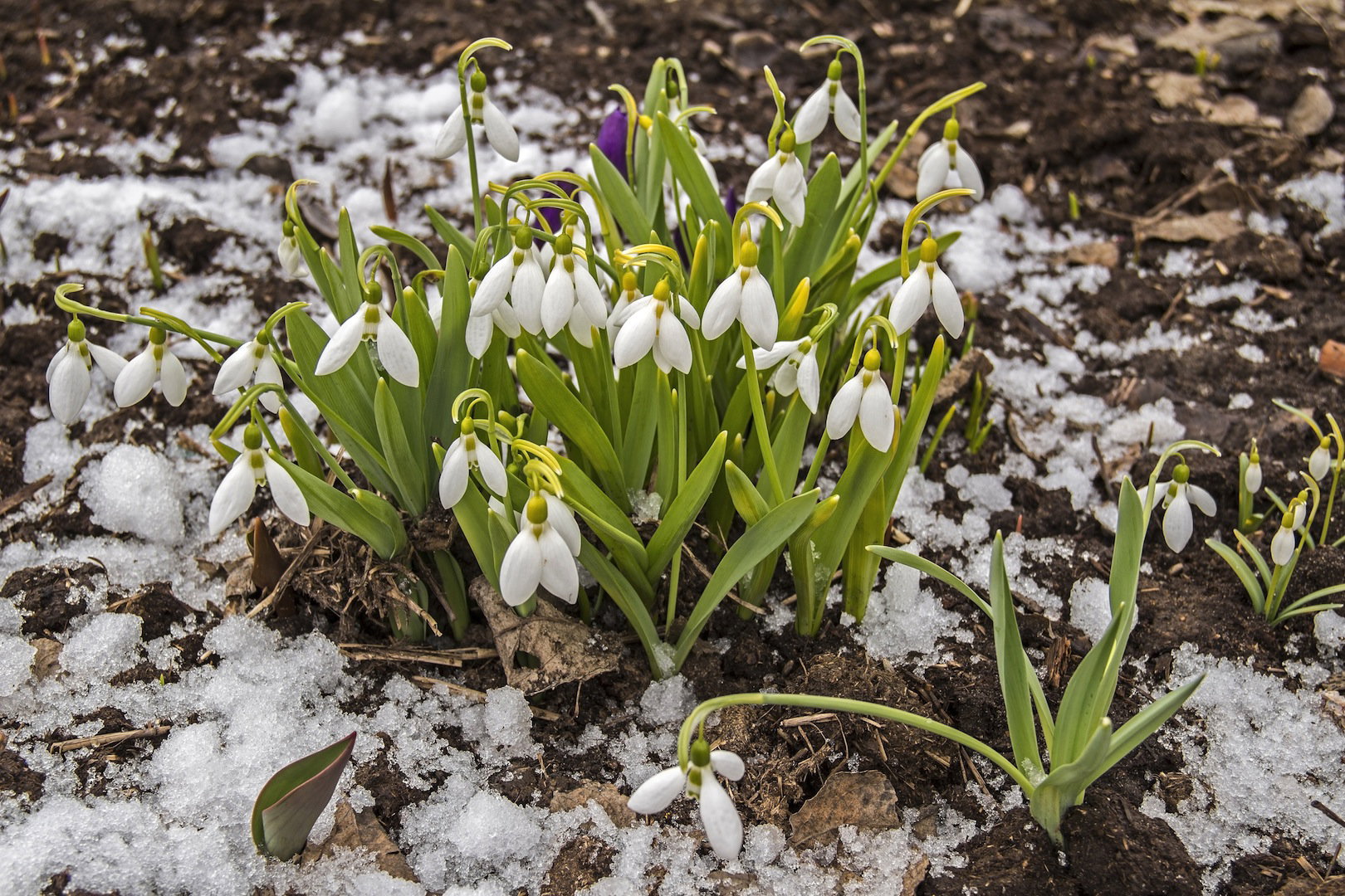 Przebiśniegi (galanthus nivalis) - polski przedstawiciel rodzaju śnieżyczki (zdj.: Fotolia.com)
