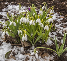 Przebiśniegi (galanthus nivalis) - polski przedstawiciel rodzaju śnieżyczki (zdj.: Fotolia.com)
