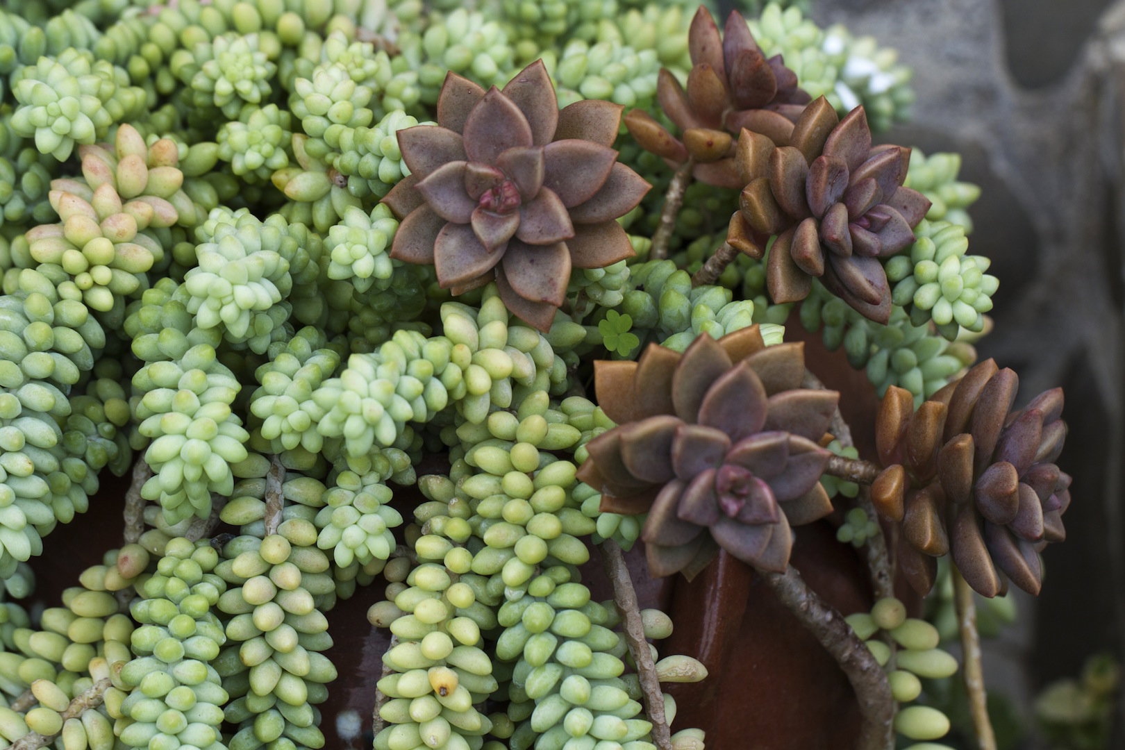 Rozchodnik Sedum morganianum (zdj.: Fotolia.com)