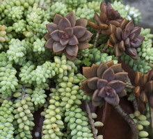 Rozchodnik Sedum morganianum (zdj.: Fotolia.com)
