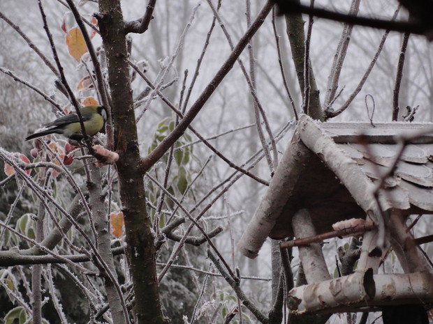 Sikorki dziobią słoninkę...