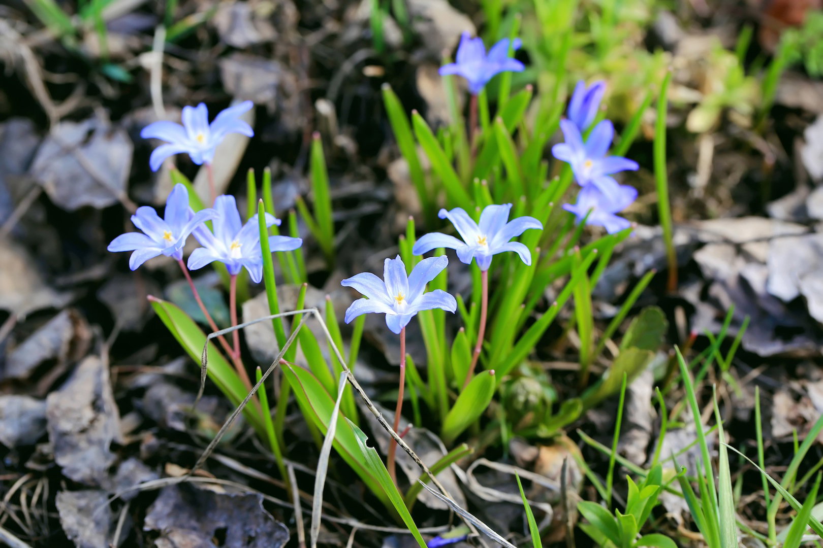 Śnieżniki (Chionodoxa) już lada chwila zaczną pojawia się w lasach i ogrodach (zdj.: Fotolia.com)
