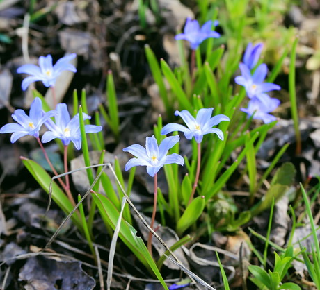 Śnieżniki (Chionodoxa) już lada chwila zaczną pojawia się w lasach i ogrodach (zdj.: Fotolia.com)
