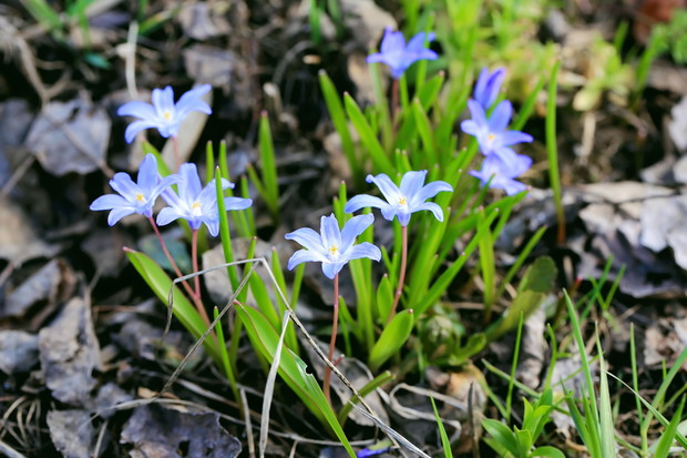 Śnieżniki (Chionodoxa) już lada chwila zaczną pojawia się w lasach i ogrodach (zdj.: Fotolia.com)