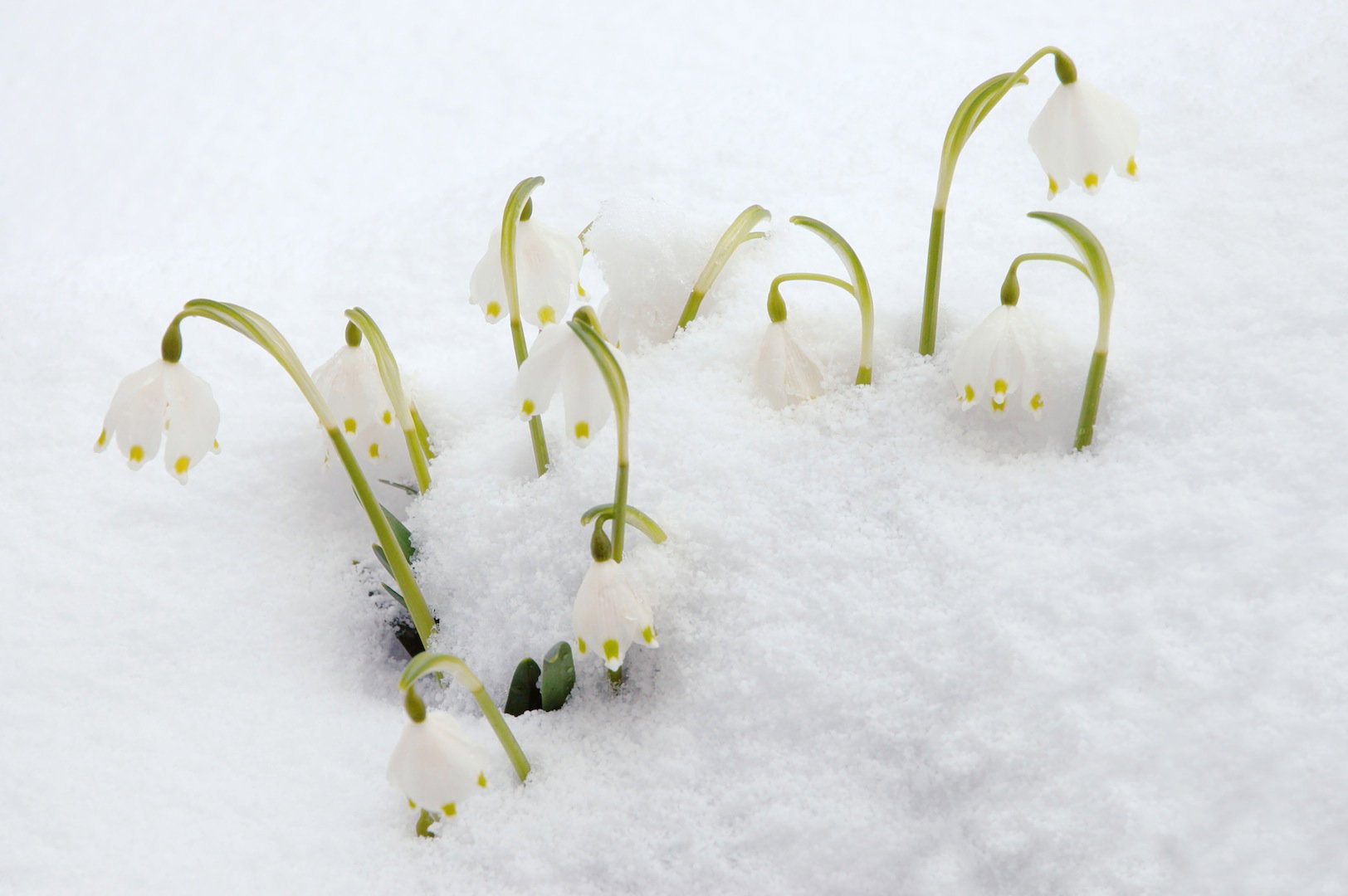 Śnieżyca wiosenna Leucojum vernum (zdj.: Fotolia.com)