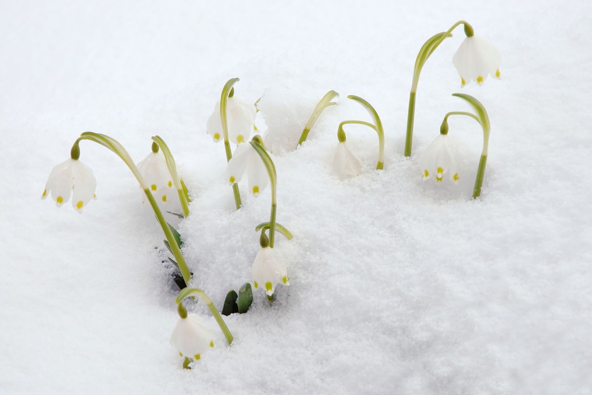 Śnieżyca wiosenna Leucojum vernum (zdj.: Fotolia.com)