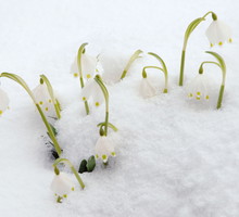 Śnieżyca wiosenna Leucojum vernum (zdj.: Fotolia.com)