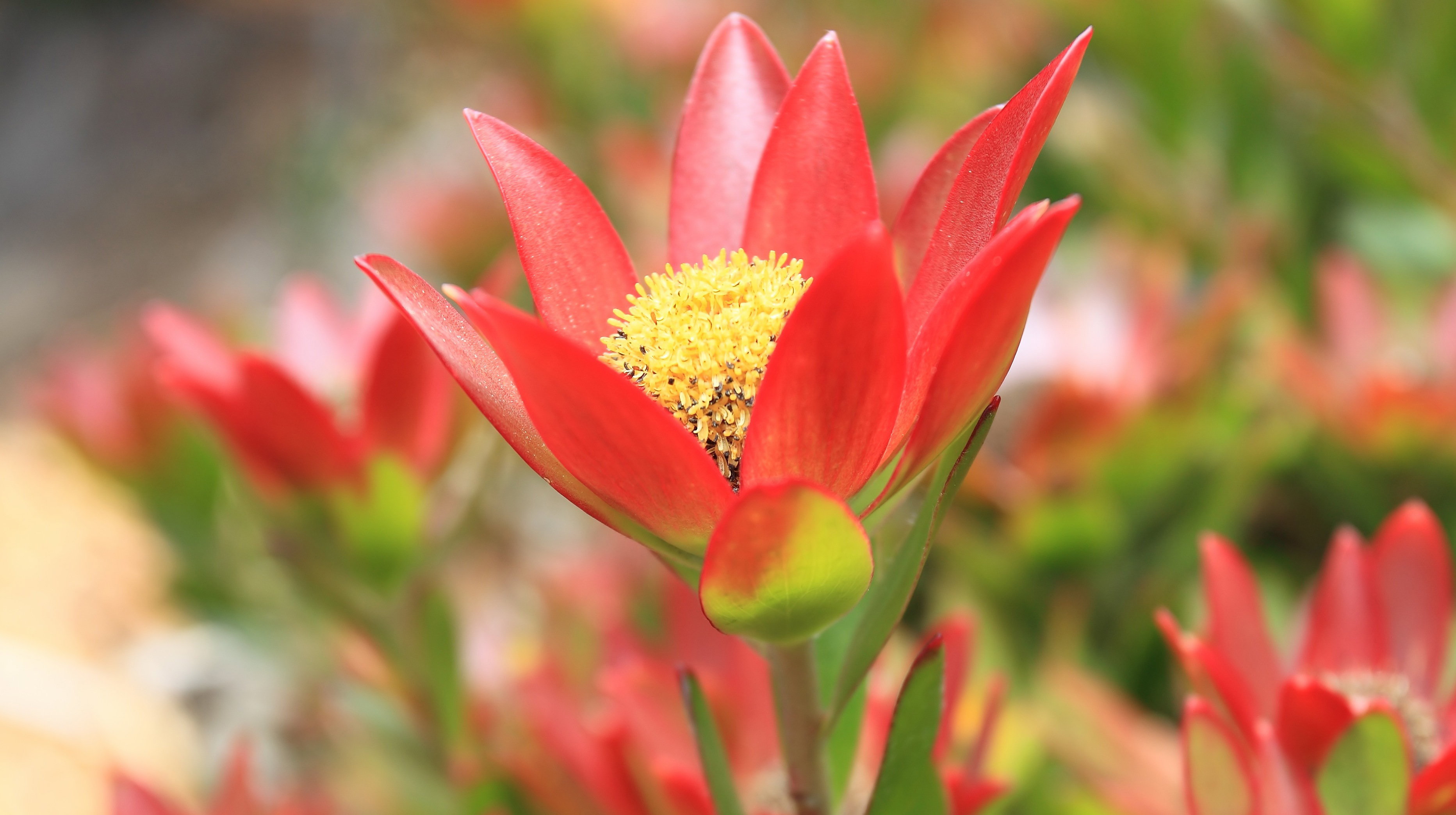 Srebrzan Leucadendron (zdj.: Fotolia.com)