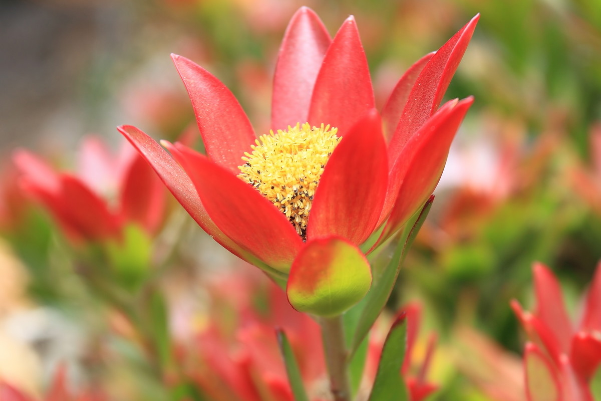 Srebrzan Leucadendron (zdj.: Fotolia.com)