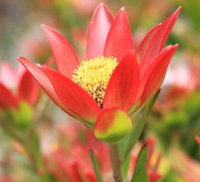 Srebrzan Leucadendron (zdj.: Fotolia.com)