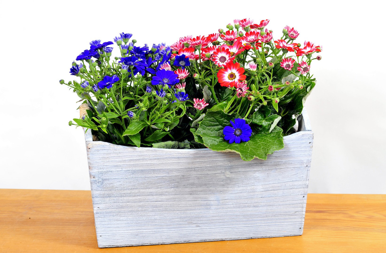 Starzec cyneraria Senecio cruentus (zdj.: Fotolia.com)