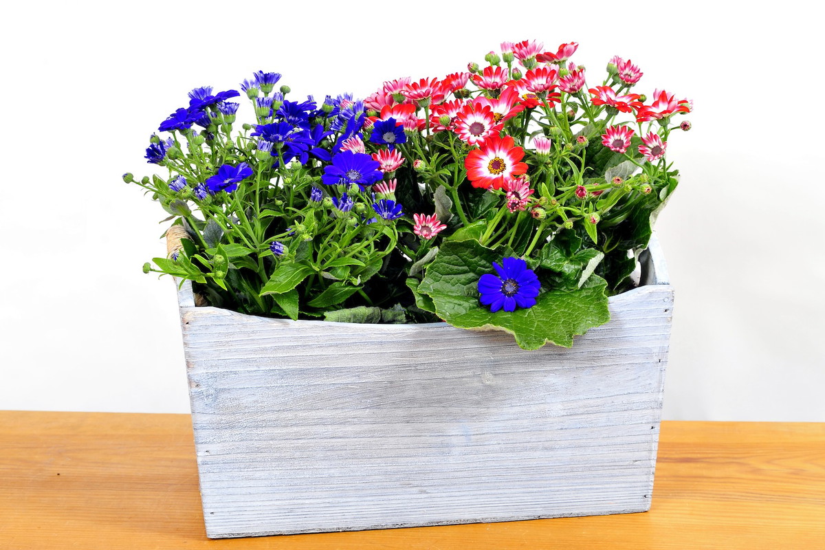 Starzec cyneraria Senecio cruentus (zdj.: Fotolia.com)