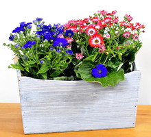 Starzec cyneraria Senecio cruentus (zdj.: Fotolia.com)