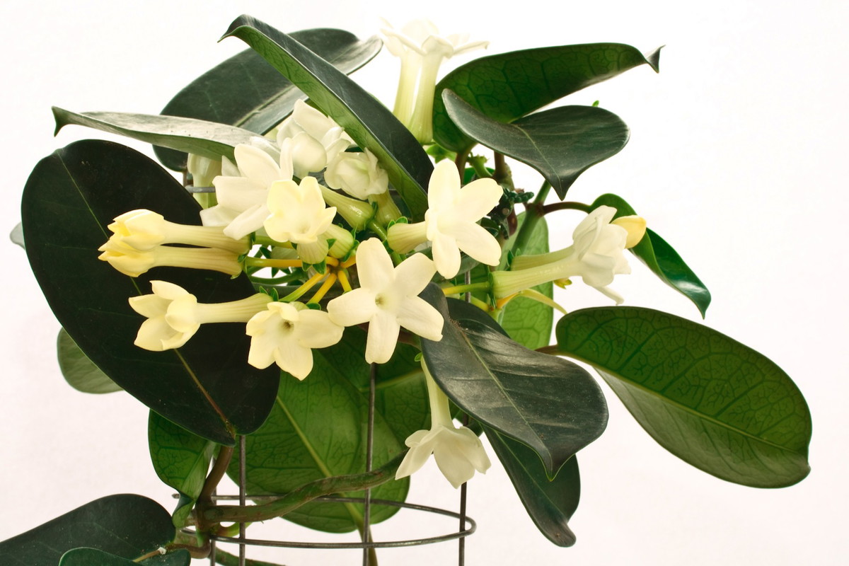 Stefanotis stephanotis (zdj.: Fotolia.com)
