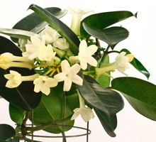 Stefanotis stephanotis (zdj.: Fotolia.com)