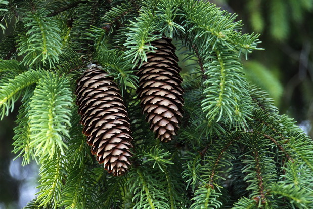 Świerk pospolity Picea abies (zdj.: Fotolia.com)
