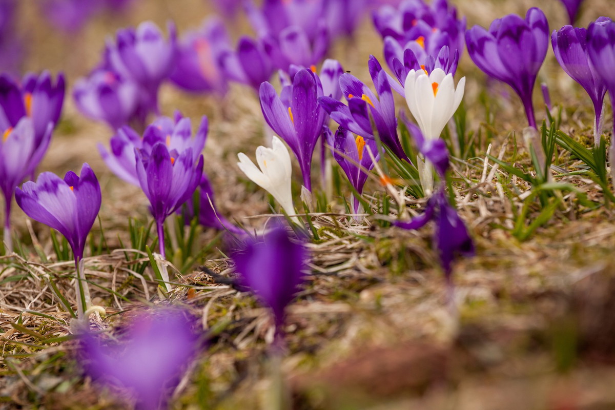 Szafran wiosenny Crocus vernus (zdj.: Fotolia.com)