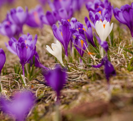 Szafran wiosenny Crocus vernus (zdj.: Fotolia.com)