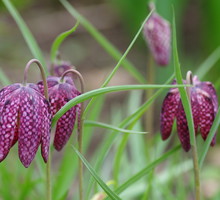 Szachownica kostkowata, Fritillaria meleagris (zdj.: Fotolia.com)