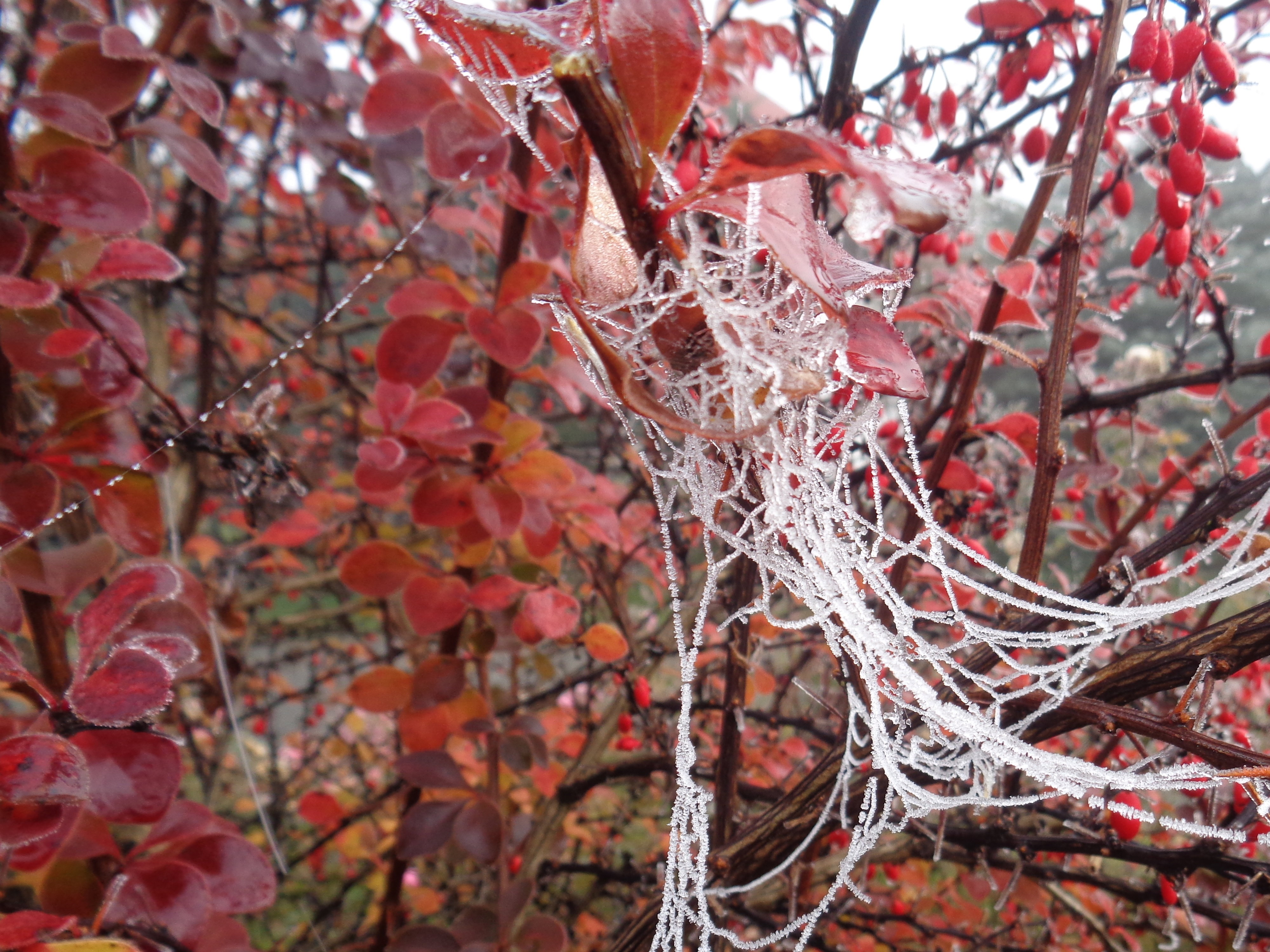 Szron na pajęczynie.